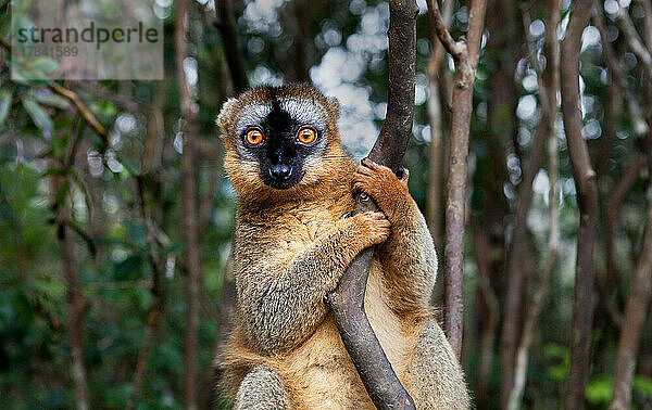 Brauner Lemur (Eulemur fulvus) im Lemurenpark  Madagaskar  Afrika