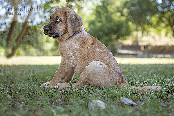 Brauner Broholmer Hundewelpe auf dem Gras sitzend  Italien  Europa