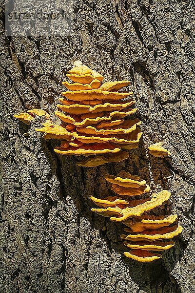 Gemeiner Schwefelporling (Laetiporus sulphureus) in Snogeholm  Gemeinde Sjöbo  Schonen  Schweden  Skandinavien  Europa