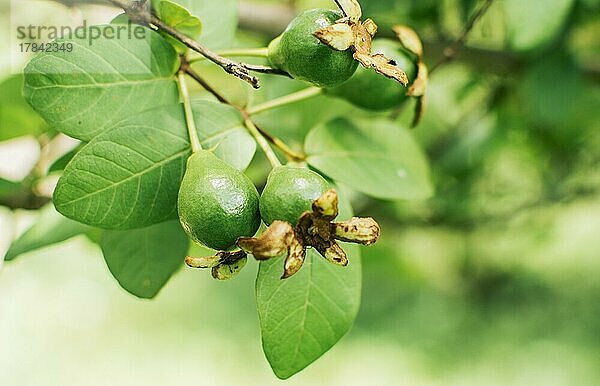Ein Paar kleiner wachsender Guaven  die an einem Zweig hängen  neues Konzept der Guavenernte  Frische Guaven  die an einem sonnigen Tag an einem Zweig hängen