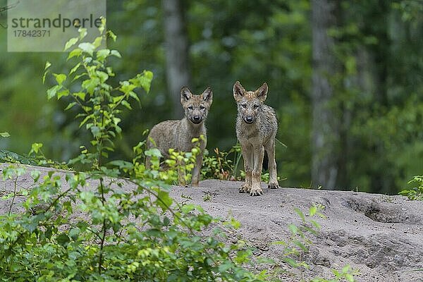 Wolf (Canis lupus)  zwei Jungtiere im Sommer  captive