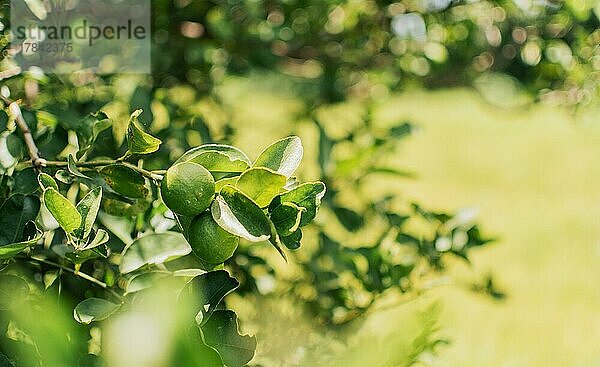 Grüne Zitronen in einem Gärtner mit natürlichem Hintergrund. Schöne unreife Zitronen in einem Garten mit unscharfem Hintergrund  schöne grüne Zitronen hängen an einem Zweig