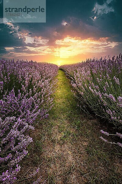 Lavendel  lila Blüte  Lavendelfeld  Heilpflanze am Balaton  im Sonnenuntergang  Lavender K?röshegyi  Ungarn  Europa