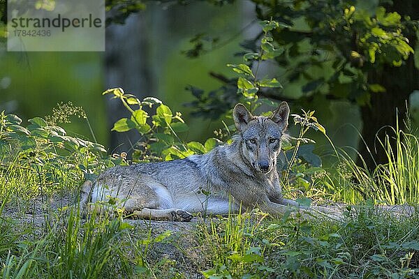Wolf (Canis lupus)  liegend im Sommer  captive