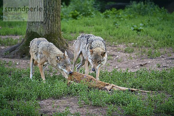 Wolf (Canis lupus)  zwei Tiere mit Beute  Rehe  captive  Deutschland  Europa