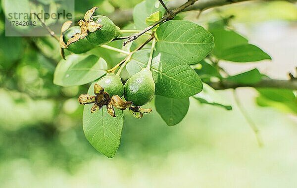 Konzept für den Beginn der Guavenernte. Frische Guaven hängen an einem sonnigen Tag an einem Zweig  Ein paar kleine wachsende Guaven hängen an einem Zweig