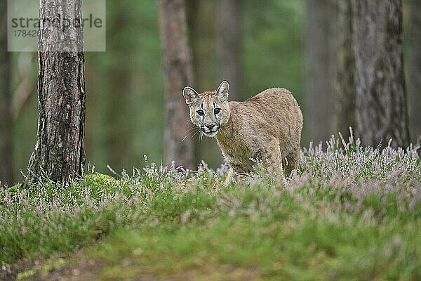 Puma (Puma concolor)  Puma  Jungtier im Wald