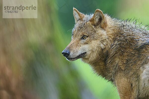 Wolf (Canis lupus)  Porträt  captive