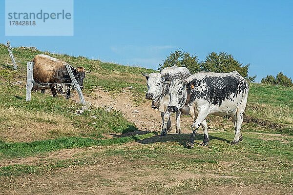 Kühe der Vogesenrasse  Elsass  Vogesen  Frankreich  Europa