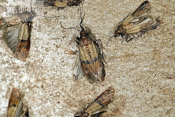 Dörrobstmotten (Plodia interpunctella) kleben auf einer Insektenfalle  Berlin  Deutschland  Europa