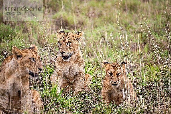 Drei Löwenjunge (Panthera leo) sitzen im Gras  Masai Mara National Reserve  Kenia  Afrika