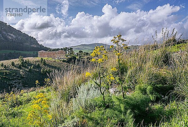 Frühlingslandschaft mit dem Tempel von Segesta  Calatafimi  Nordwesten  Sizilien  Italien  Europa