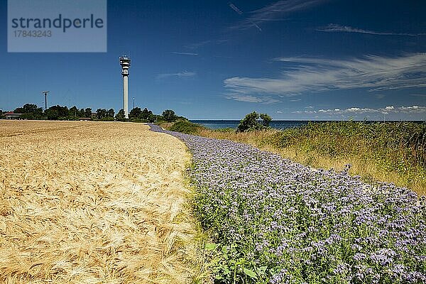 Weizenfeld mit Bienenweide  Gründüngung (Phacelia)  Nähe Insel Fehmarn  Schleswig-Holstein Deutschland