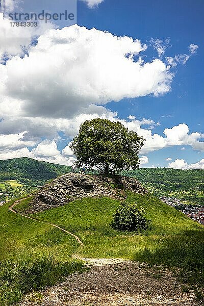 Einsamer baum in einer Landschaft  Deutschland  Europa