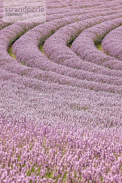 Lavendel  lila Blüte  Lavendelfeld  Heilpflanze am Balaton  Lavender K?röshegyi  Ungarn  Europa