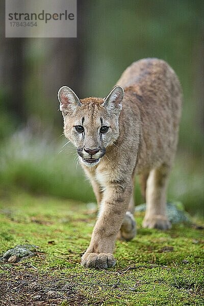 Puma (Puma concolor)  Puma  Jungtier läuft im Wald
