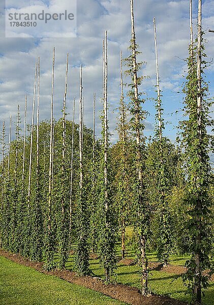 Echter Hopfen (Humulus lupulus) in Gränna  Småland  Schweden  Skandinavien  Europa