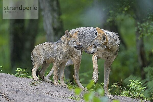 Wolf (Canis lupus)  mit Jungtier im Sommer  captive