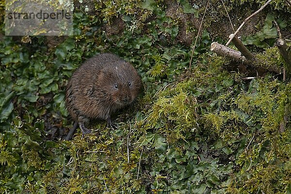 Ostschermaus (Arvicola amphibius)  erwachsenes Tier an einem Flussufer  Derbyshire  England  Großbritannien  Europa