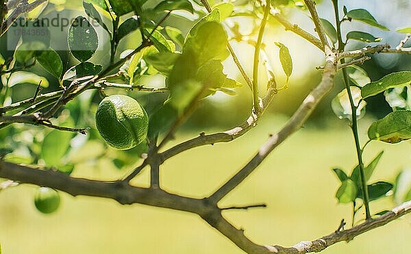 Schöne unreife Zitronen in einem Garten mit unscharfem Hintergrund  schöne grüne Zitronen hängen an einem Zweig  Grüne Zitronen in einem Gärtner mit natürlichem Hintergrund