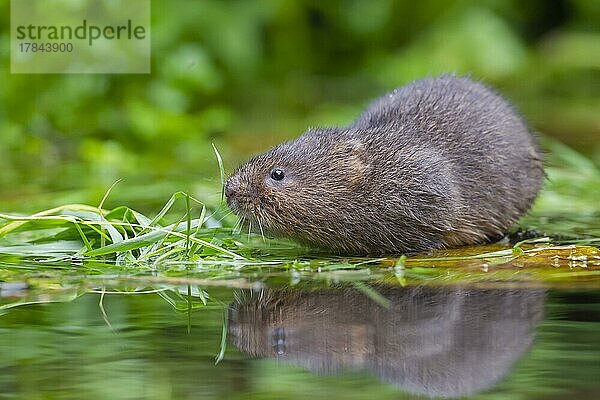 Ostschermaus (Arvicola amphibius)  erwachsenes Tier auf schwimmenden Teichpflanzen  Kent  England  Großbritannien  Europa