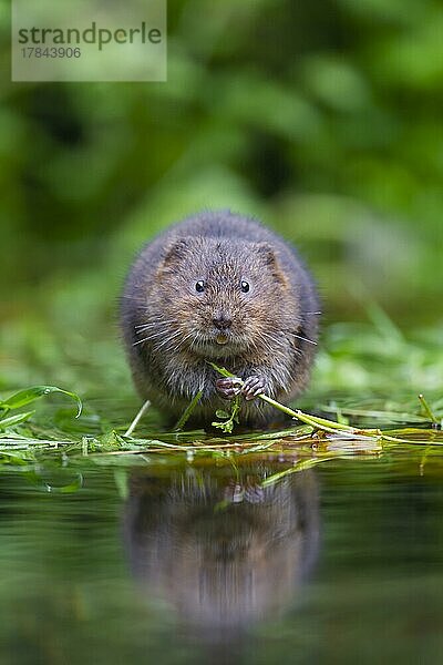 Ostschermaus (Arvicola amphibius)  erwachsenes Tier auf schwimmenden Teichpflanzen  Kent  England  Großbritannien  Europa