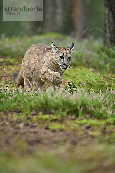 Puma (Puma concolor)  Puma  Jungtier läuft im Wald