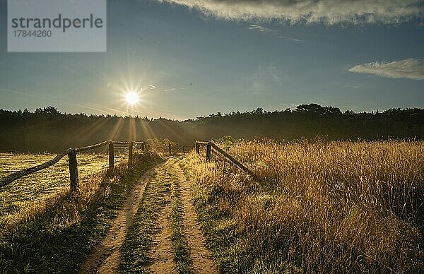 Tiefstehende Sonne auf einer Pferdekoppel  Insel Rügen  Deutschland  Europa