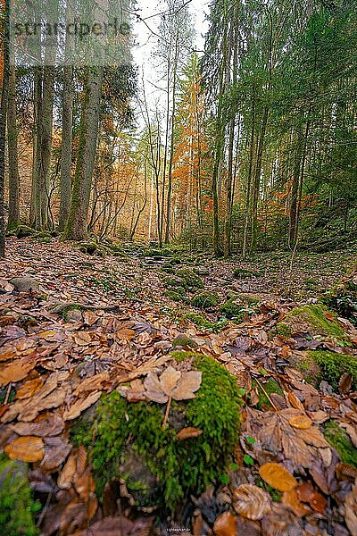 Blätter im Herbst auf bemoostem Boden  Schwarzwald  Deutschland  Europa