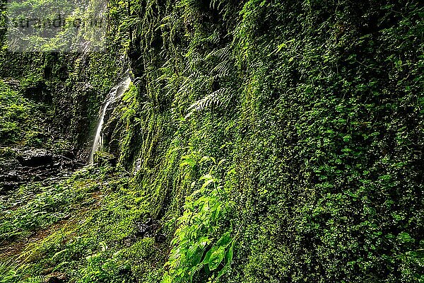 Wasserfall an einer grünen Moosbewachsenen klippe  der Burgbachwasserfall bei Schapbach im Schwarzwald  Baden-Württemberg  Deutschland  Europa