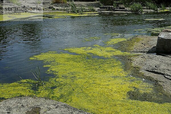 Umwelt  Algenbildung im Fluss  Provinz Quebec  Kanada  Nordamerika