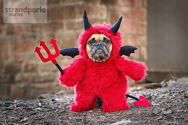 Französische Bulldogge mit rotem Halloween Teufelskostüm in einem flauschigen Ganzkörperanzug mit falschen Armen  die eine Mistgabel halten  mit Teufelsschwanz  Hörnern und schwarzen Fledermausflügeln vor einer verschwommenen Wand stehend