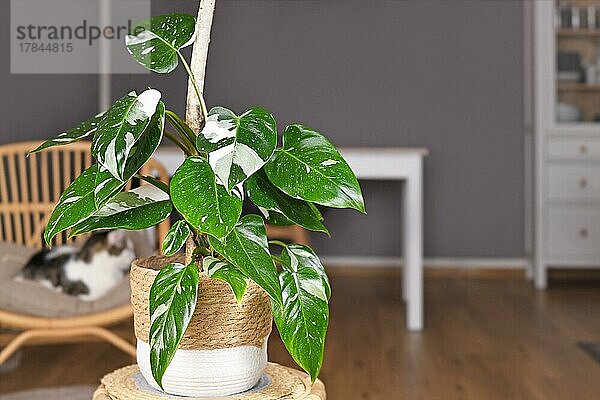 Tropische 'Philodendron White Princess' Zimmerpflanze mit weißer Panaschierung mit Flecken im Korbtopf auf dem Tisch