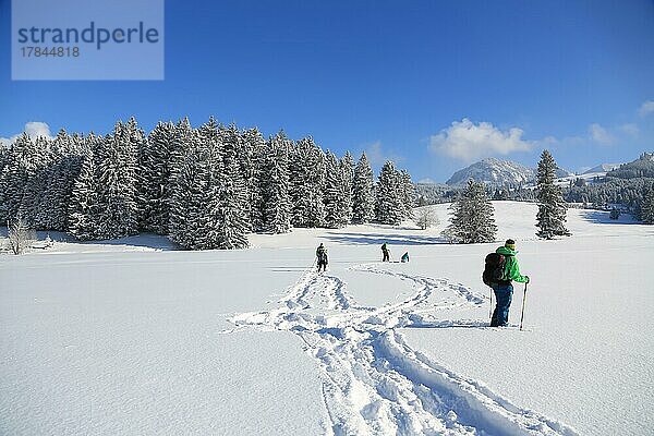 Schneeschuhwanderung auf dem Beilenberg bei herrlicher Winterlandschaft. Sonthofen  Oberallgäu  Schwaben  Bayern  Deutschland  Europa