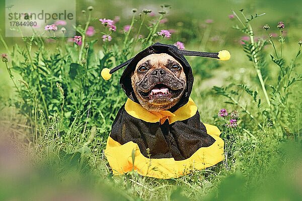 Niedliche glückliche französische Bulldogge im Poncho Bienenkostüm zwischen Blumen