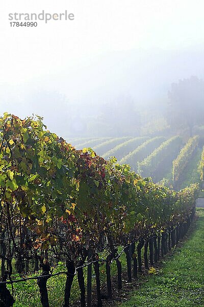 Aufziehender Nebel im Weinberg bei Volkach. Volkach  Kitzingen  Unterfranken  Bayern  Deutschland  Europa