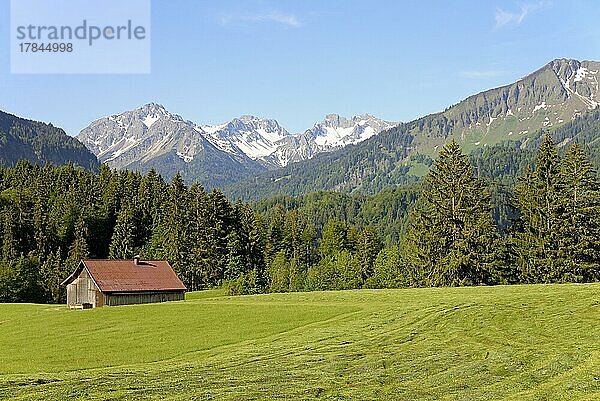 Ausblick zu den Bergen im Stillachtal  gemähte Wiesen mit einem Holzschuppen  Allgäuer Alpen  Allgäu  Bayern  Deutschland  Europa