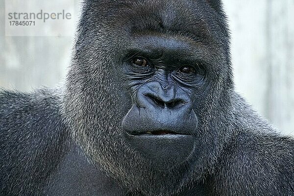Westlicher Flachlandgorilla (Gorilla gorilla) Silberrücken  Tierporträt  captive