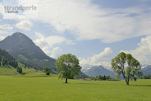 Ausblick zum Rubihorn 1957 m  Wiesen mit zwei Eschenbäumen (Fraxinus excelsior) bei Reichenberg  Allgäuer Alpen  Allgäu  Bayern  Deutschland  Europa