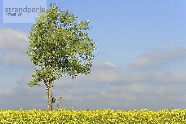 Pappel (Populus)  Solitärbaum mit Misteln (Viscum L.) (Viscum L.) am blühenden Raps (Brassica napus)  Nordrhein-Westfalen  Deutschland  Europa