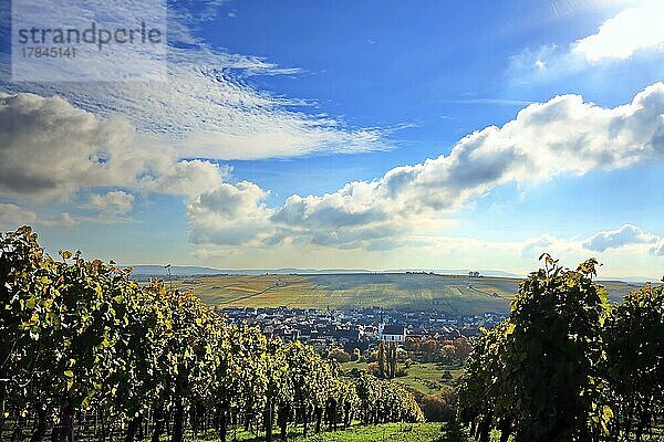 Weinberge bei Volkach bei schönem Wetter. Volkach  Kitzingen  Unterfranken  Bayern  Deutschland  Europa