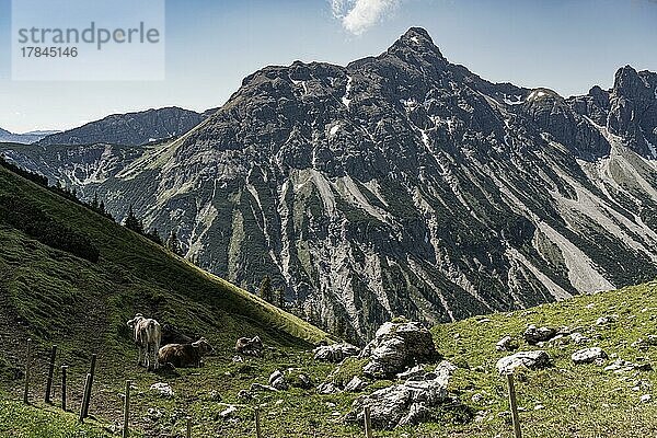 Kühe  Drei Seen Wanderung  Nesselwängle  Blick auf Bergketten  Tannheimer Tal  Tirol  Österreich  Europa