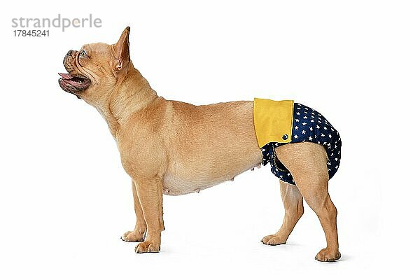 Französische Bulldogge Hund trägt Stoff Periode Windel Hosen zum Schutz auf weißem Hintergrund