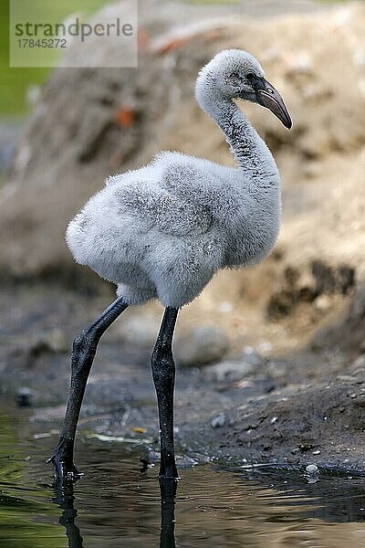 Roter Flamingo (Phoenicopterus ruber) Küken  captive