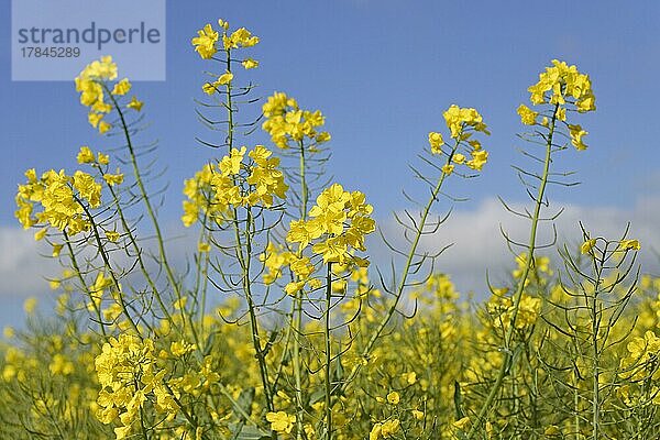 Raps (Brassica napus)  Blütenstände  blauer Wolkenhimmel  Nordrhein-Westfalen  Deutschland  Europa