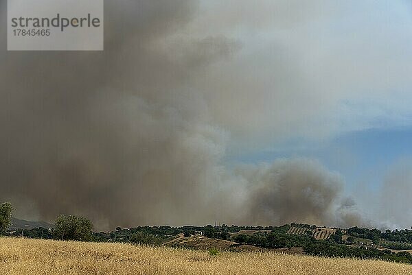Rauchwolken über Olivenhain  Waldbrand  Flächenbrand  Cinigiano  Provinz Grosseto  Toskana  Italien  Europa