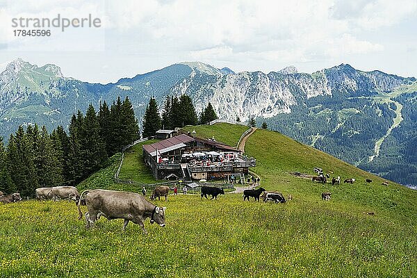 Kühe  hinten Almwirtschaft Grundhütte auf Neunerköpfle  hinten Berge  Tannheimer Tal  Tirol  Österreich  Europa