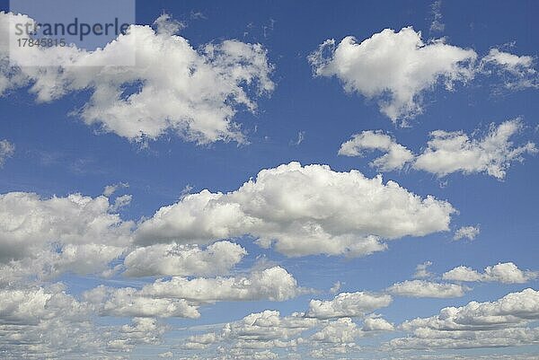 Wolkenformation  blauer Himmel mit tiefziehenden Quellwolken (Cumulus)  Nordrhein-Westfalen  Deutschland  Europa