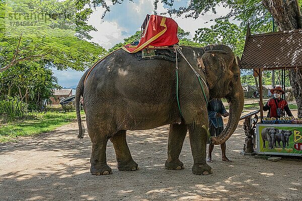 Elefant (elephanti)  Sanctuary of Truth  Pattaya  Thailand  Asien