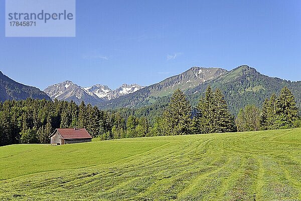 Ausblick zu den Bergen im Stillachtal  gemähte Wiesen mit einem Holzschuppen  Allgäuer Alpen  Allgäu  Bayern  Deutschland  Europa